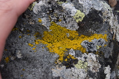 Flavoplaca citrina
