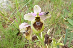 Ophrys tenthredinifera