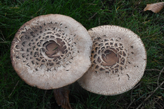 Chlorophyllum olivieri