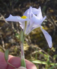 Moraea polystachya