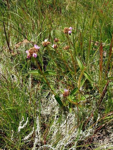 Dwarf Dissotis