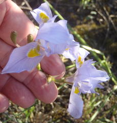 Moraea polystachya