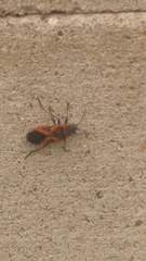 Lygaeus kalmii angustomarginatus