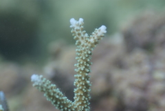 Zanclea