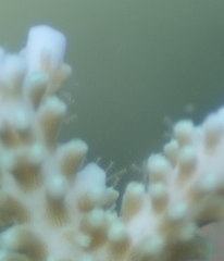 Zanclea