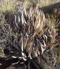 Aloe claviflora