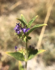 Trichostema rubisepalum