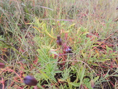 Porophyllum linaria