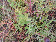 Porophyllum linaria