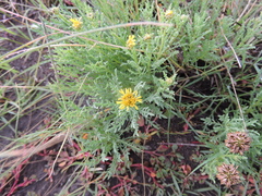 Xanthocephalum centauroides