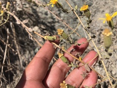 Heterotheca sessiliflora echioides