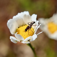 Acraspisa