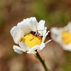 Acraspisa