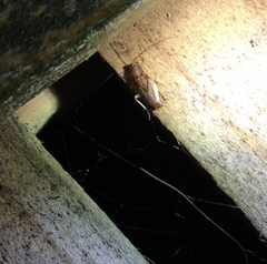 Parellipsidion latipenne