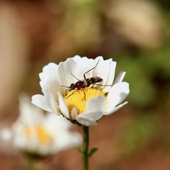 Acraspisa