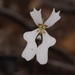 Stylidium androsaceum - Photo (c) Dustyn and Catherine, some rights reserved (CC BY-NC), uploaded by Dustyn and Catherine