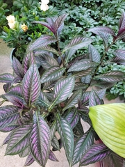 Strobilanthes auriculata
