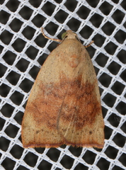 Detounda leptoplasta