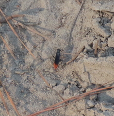Pterombrus rufiventris