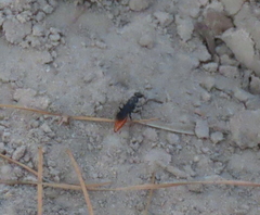Pterombrus rufiventris