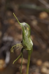 Pterostylis barbata