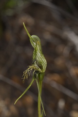 Pterostylis barbata