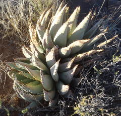 Aloe claviflora