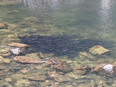 Oncorhynchus kisutch