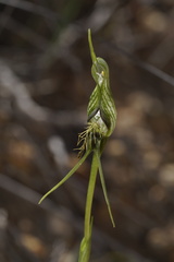 Pterostylis barbata