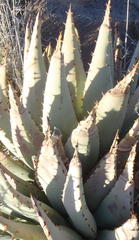 Aloe claviflora