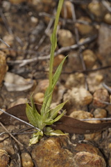 Pterostylis barbata