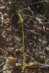 Pterostylis barbata