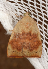 Detounda leptoplasta