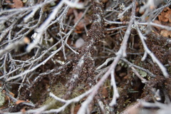 Tuckermanopsis sepincola