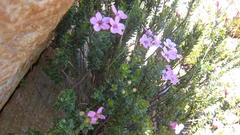 Adenandra dahlgrenii