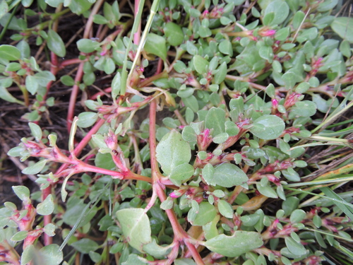 Trianthema portulacastrum iNat (3)