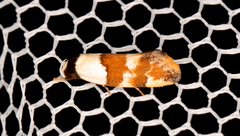 Euphiltra eroticella