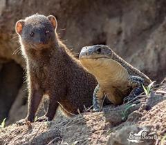 Broadleysaurus major