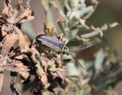 Trirhabda luteocincta