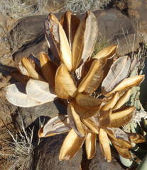 Aloe claviflora