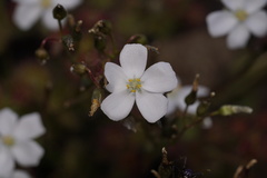 Drosera stolonifera