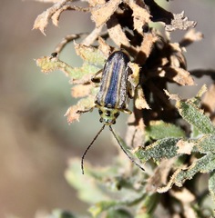 Trirhabda luteocincta