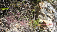 Pelargonium divisifolium