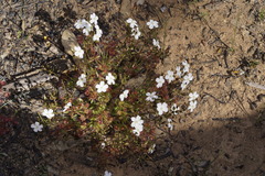 Drosera stolonifera