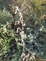 Artemisia sieversiana