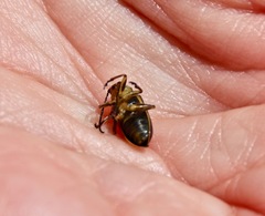 Trirhabda luteocincta