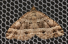 Chrysolarentia subrectaria