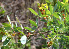 Searsia zeyheri