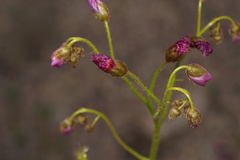 Drosera stricticaulis