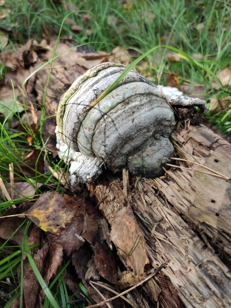 Fomes fomentarius · September 2021 · photo: © wrrite (iNaturalist, cc-by)